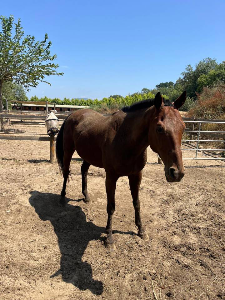 Castrone Anglo-Arabo In vendita 2013 Baio ,  MARRAST PS