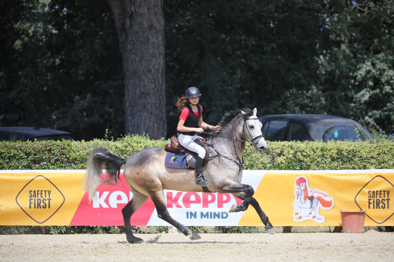 Pony Connemara in vendita 2015