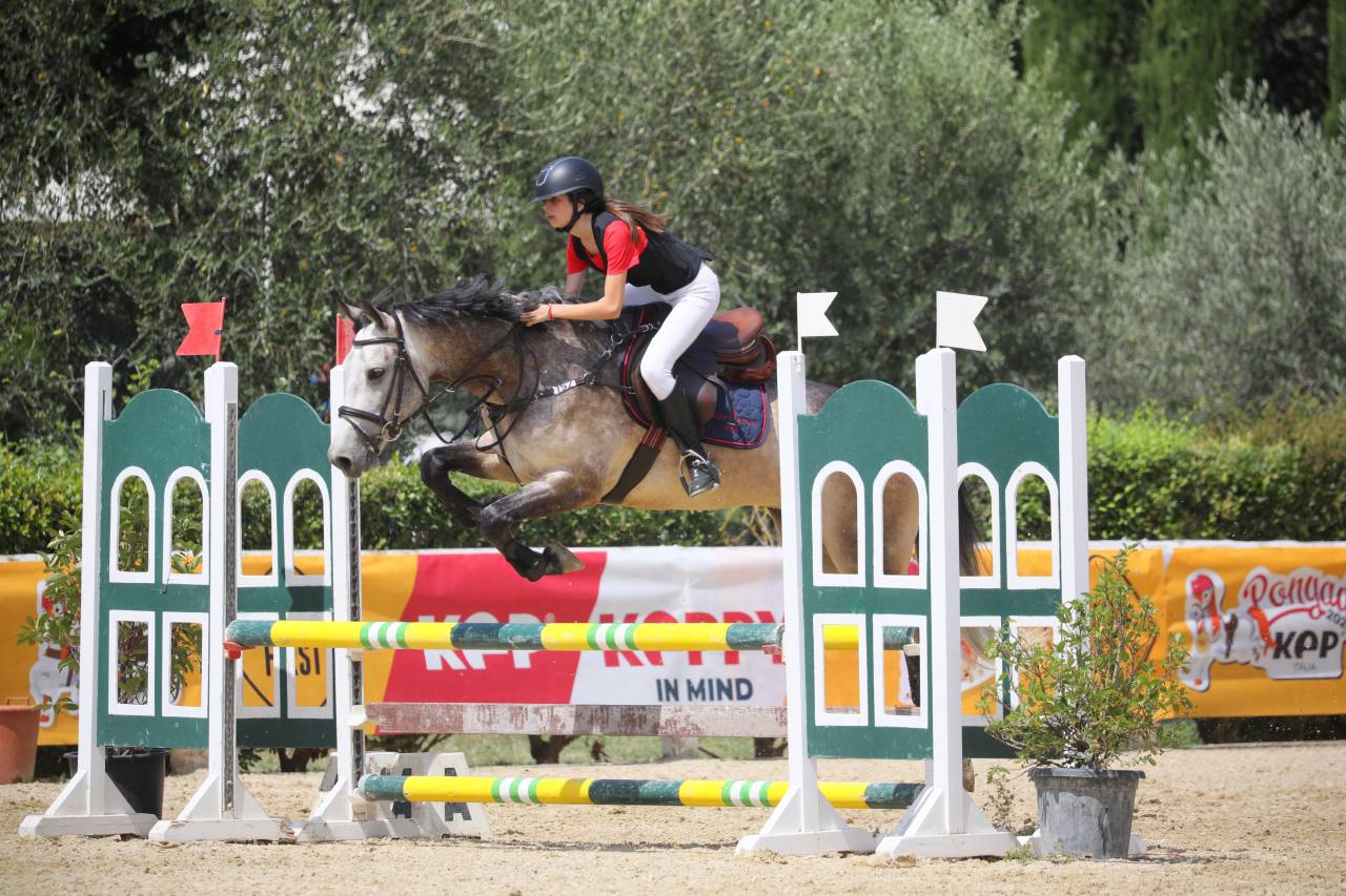 Pony Connemara in vendita 2015