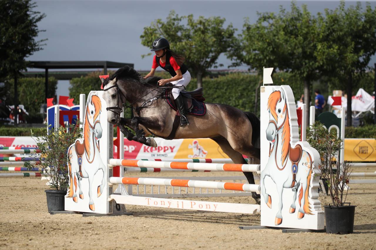 Pony Connemara in vendita 2015