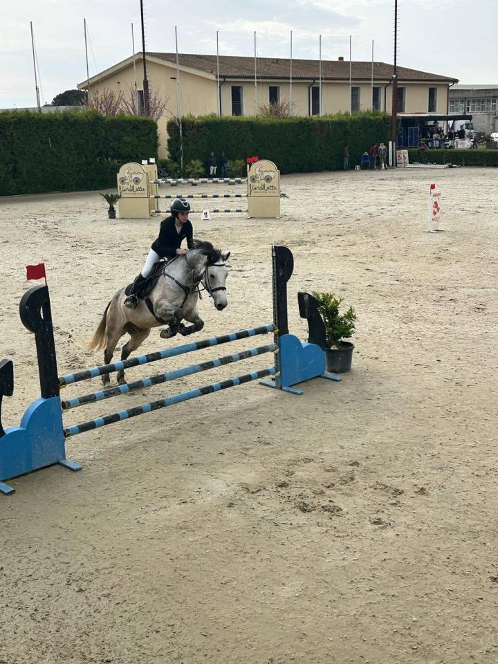 Pony Connemara in vendita 2015