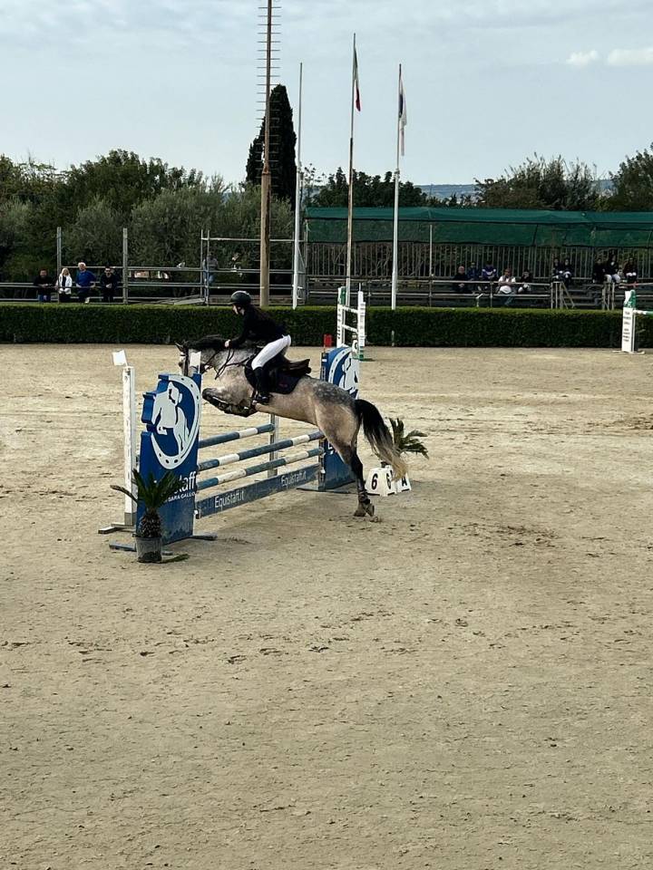 Pony Connemara in vendita 2015