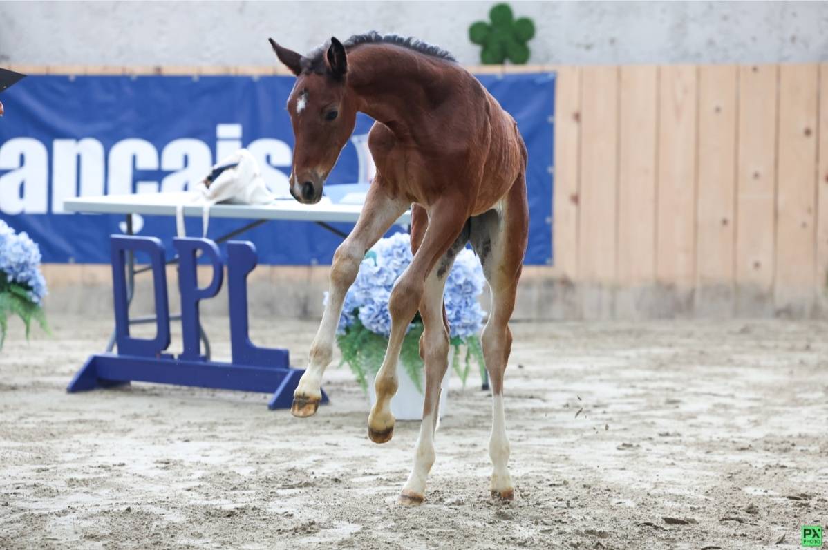 Fattrice Sella Francese In vendita 2015 Baio