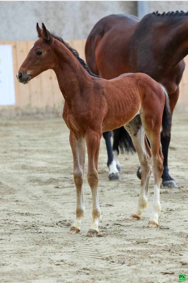 Fattrice Sella Francese In vendita 2015 Baio