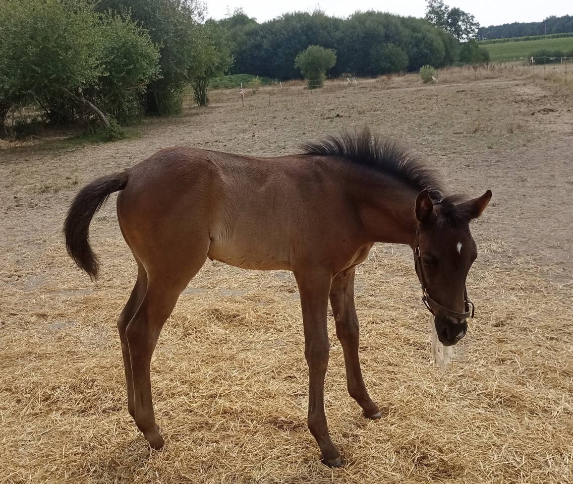 Puledro Origine non conosciuta  In vendita 2025 Baio scuro ,  PUNTEADO II