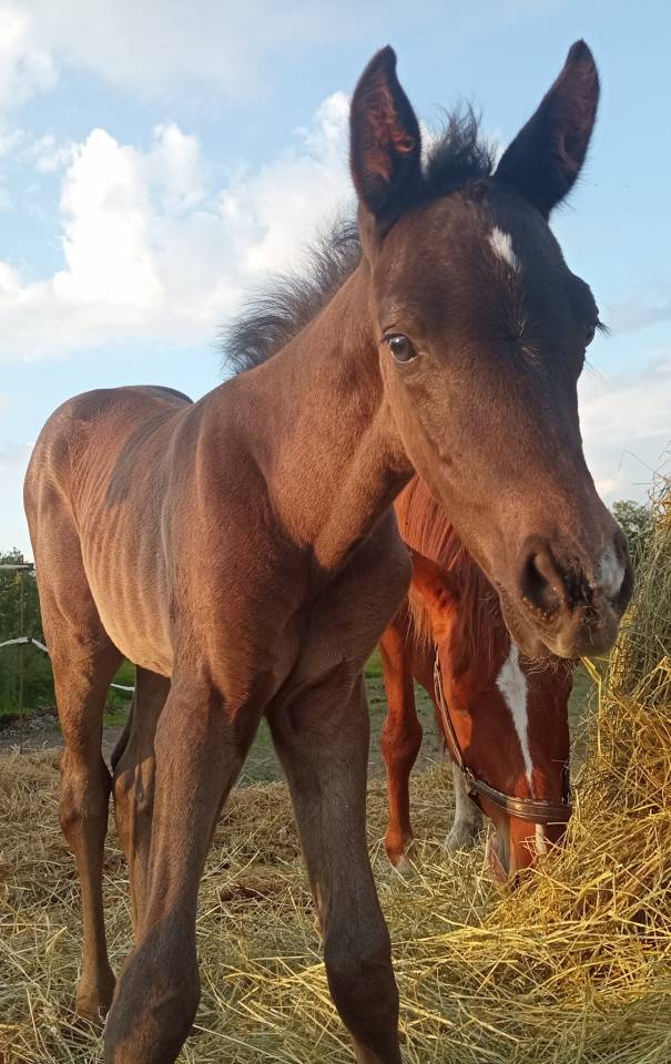 Puledro Origine non conosciuta  In vendita 2025 Baio scuro ,  PUNTEADO II
