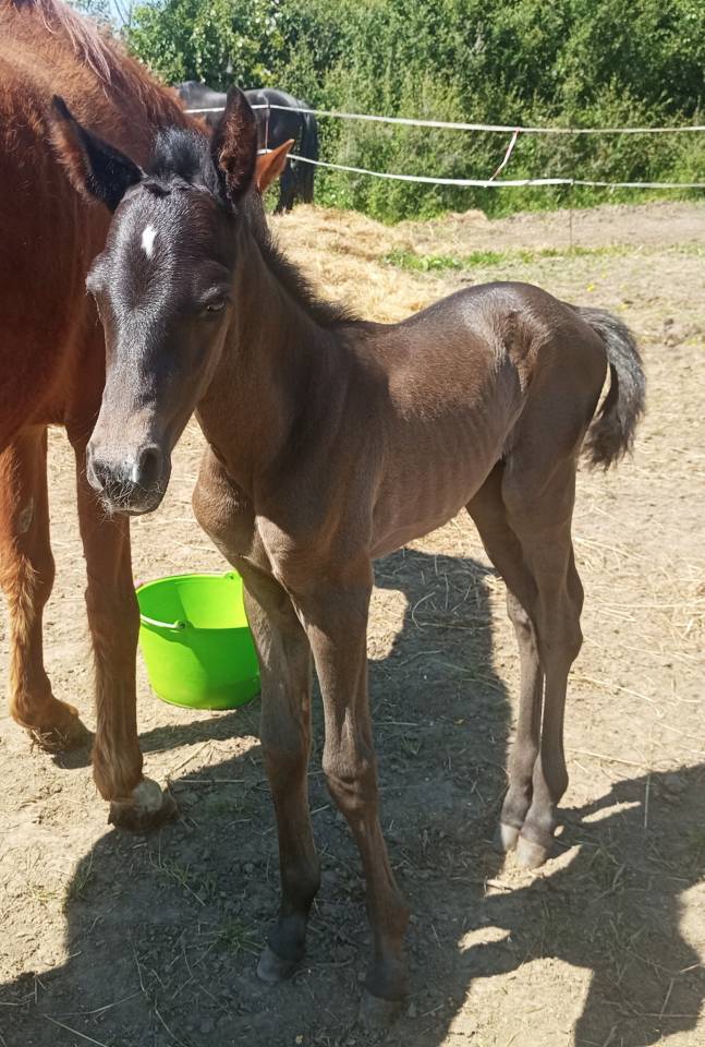 Puledro Origine non conosciuta  In vendita 2025 Baio scuro ,  PUNTEADO II