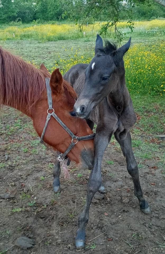 Puledro Origine non conosciuta  In vendita 2025 Baio scuro ,  PUNTEADO II