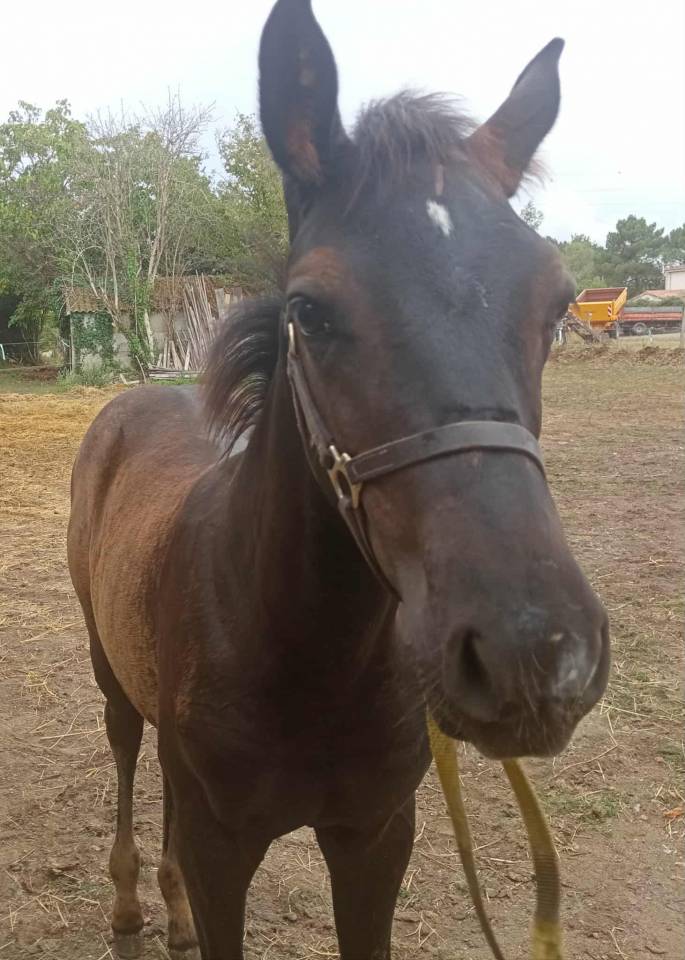 Puledro Origine non conosciuta  In vendita 2025 Baio scuro ,  PUNTEADO II