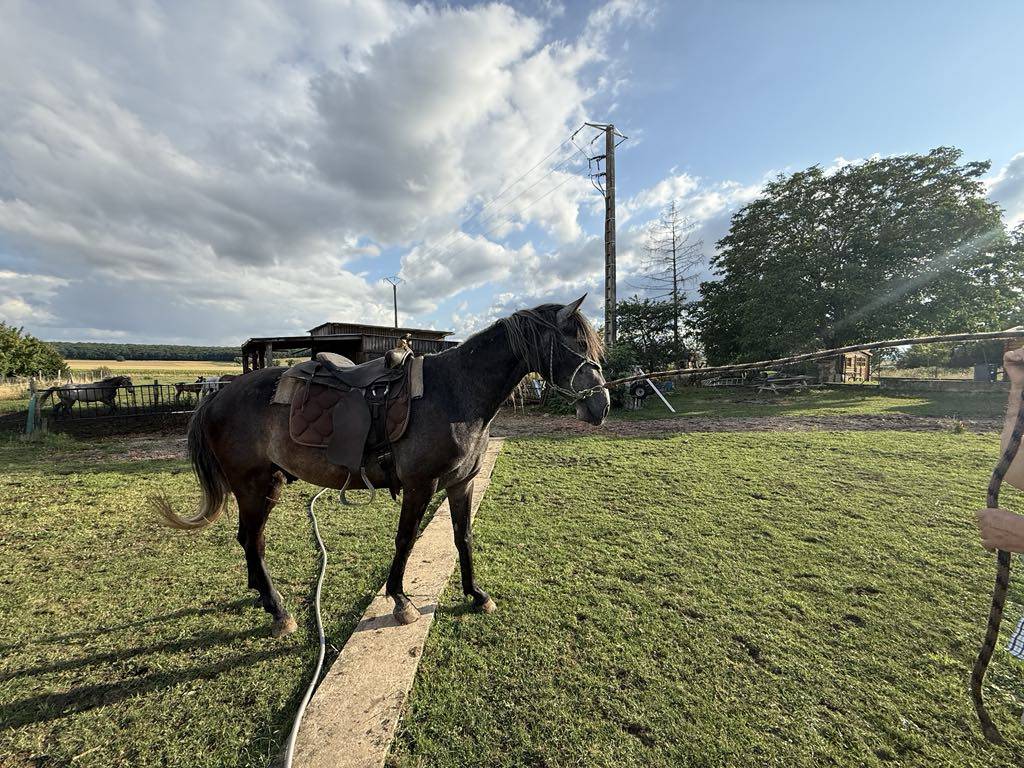 Puledro Berbero In vendita 2021 Grigio