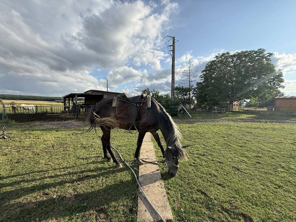 Puledro Berbero In vendita 2021 Grigio