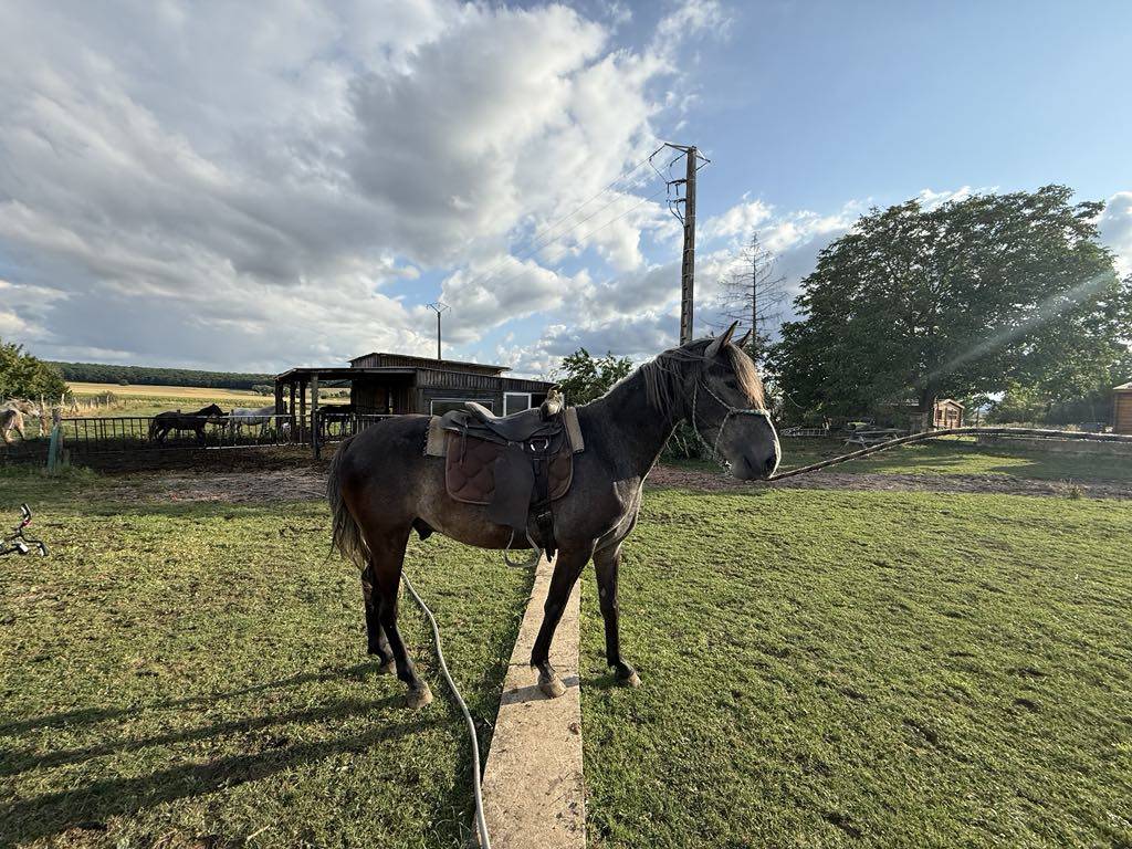 Puledro Berbero In vendita 2021 Grigio