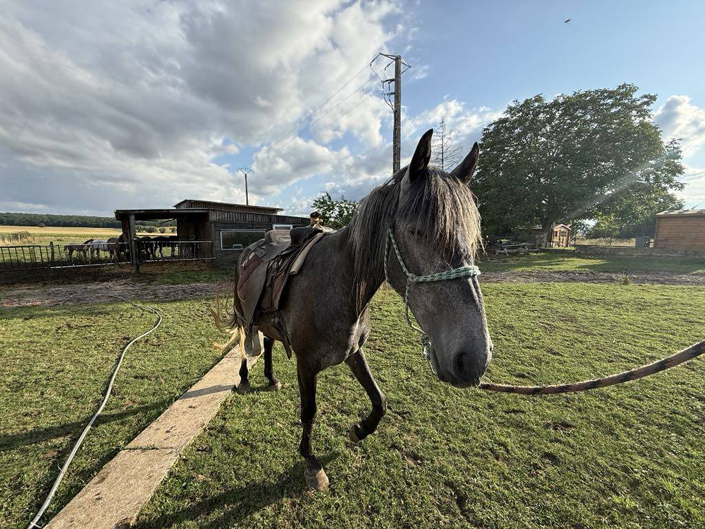 Puledro Berbero In vendita 2021 Grigio