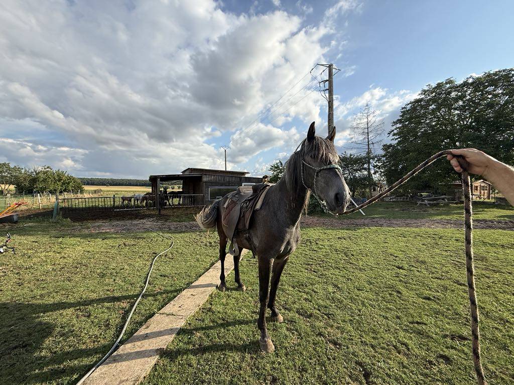 Puledro Berbero In vendita 2021 Grigio