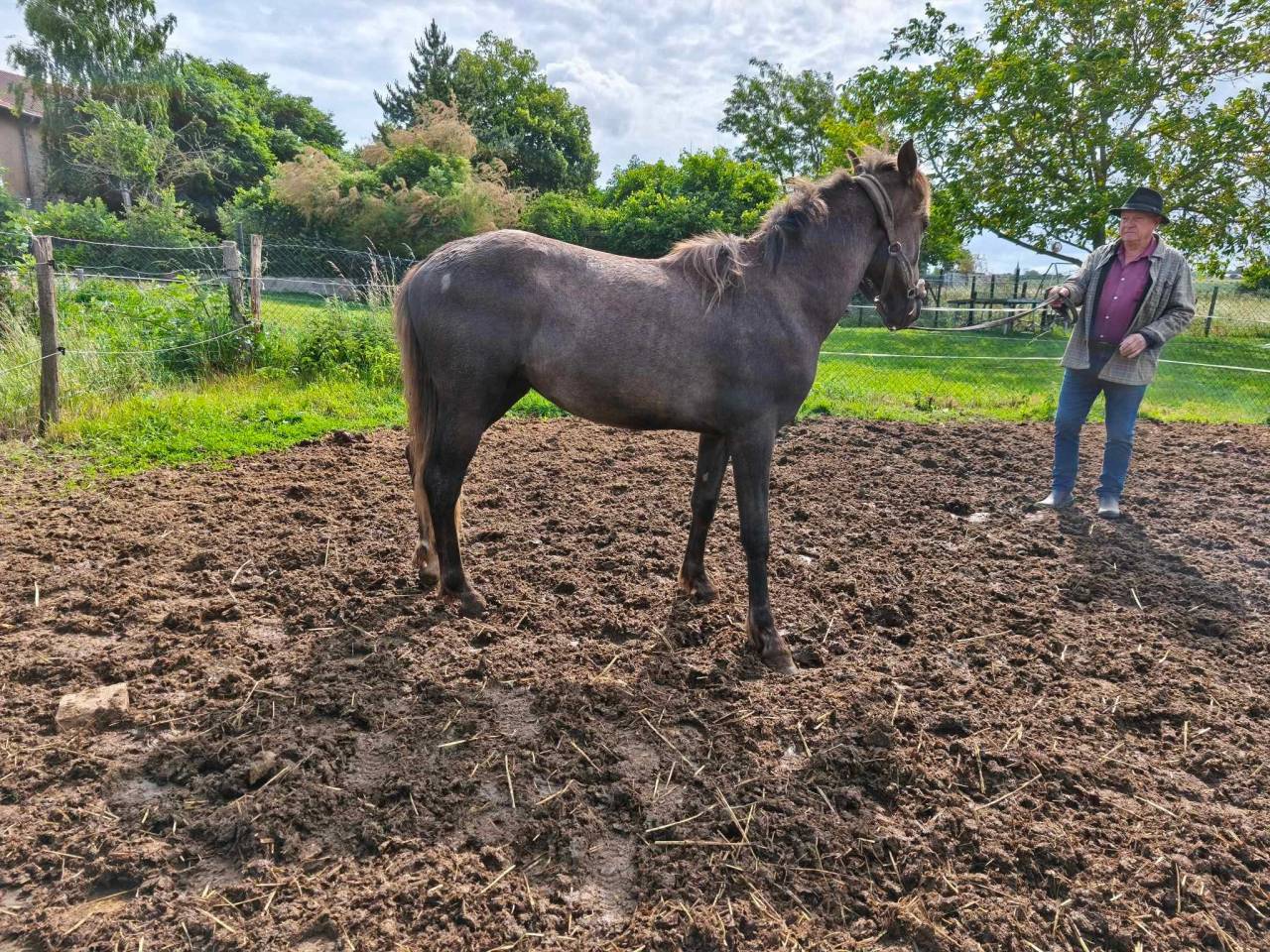Puledro Berbero In vendita 2021 Grigio