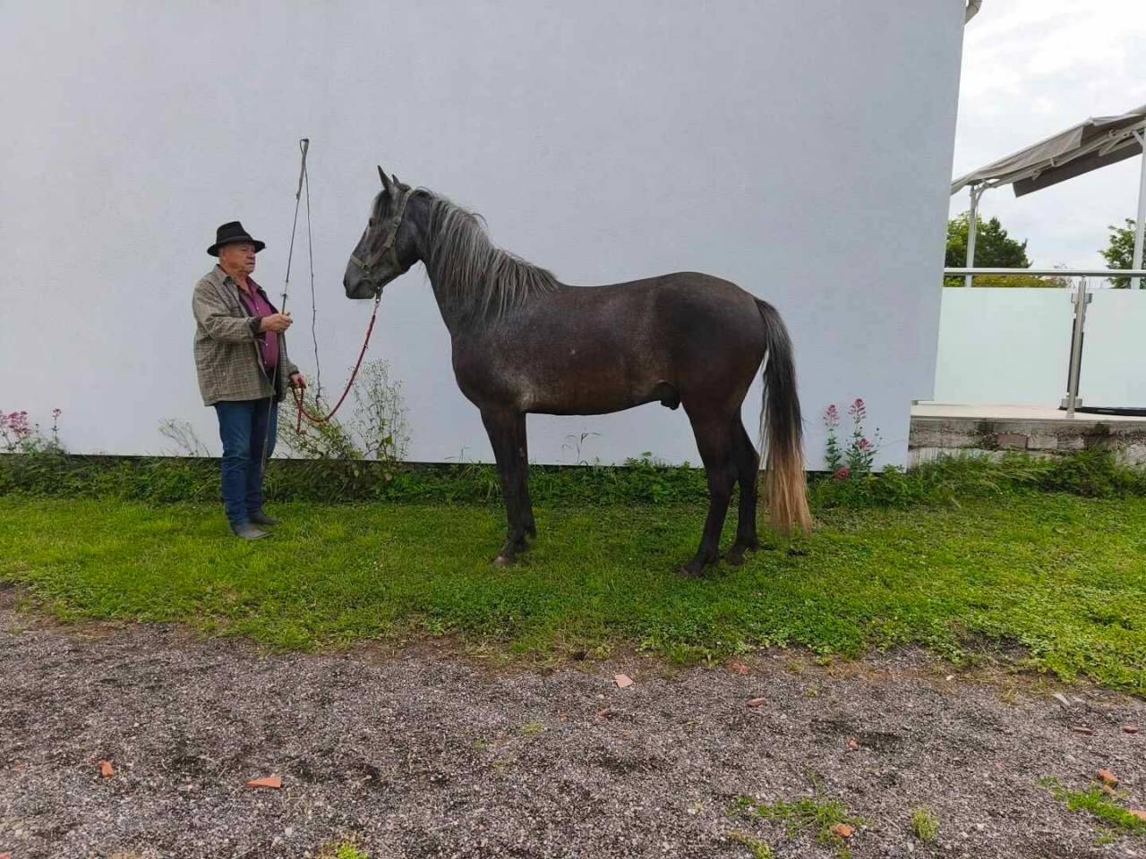 Puledro Berbero In vendita 2021 Grigio