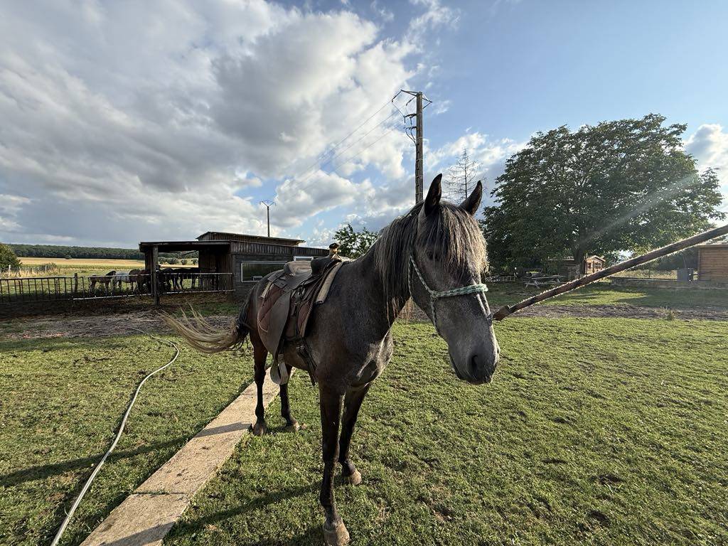 Puledro Berbero In vendita 2021 Grigio