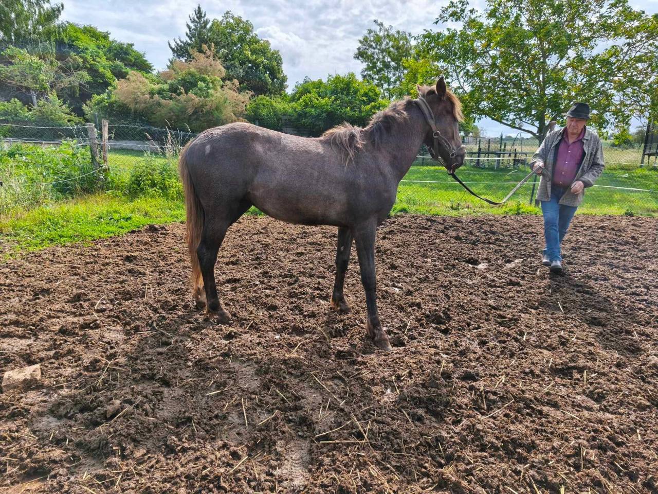 Puledro Berbero In vendita 2021 Grigio
