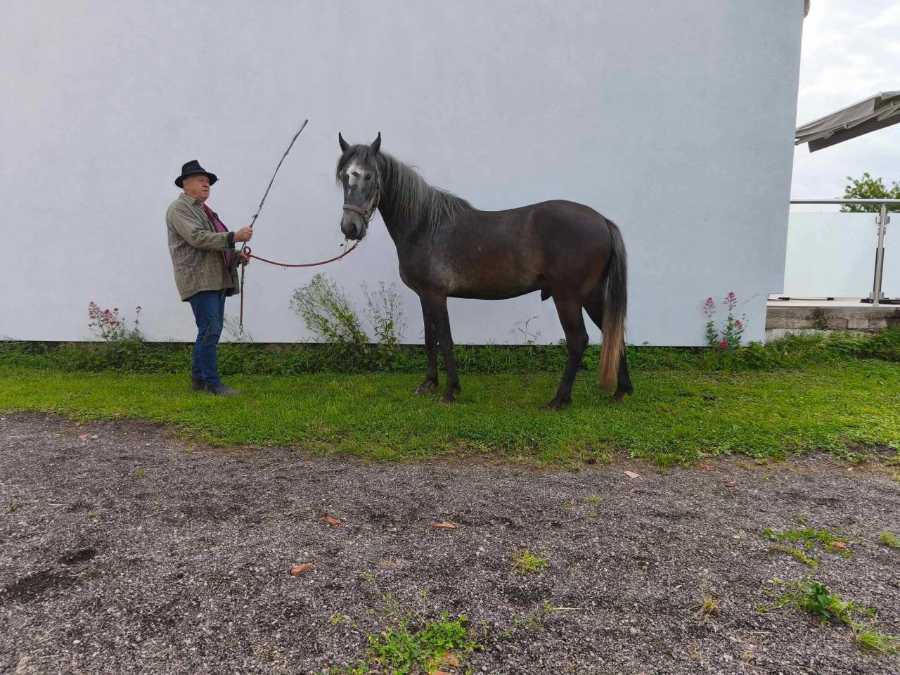 Puledro Berbero In vendita 2021 Grigio