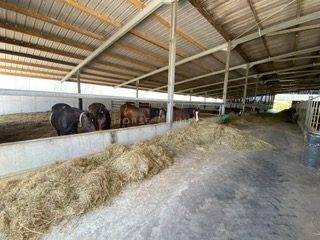 Proprietà equestre In vendita Morbihan