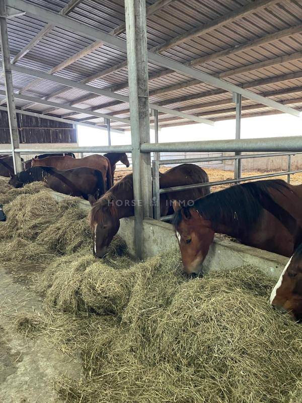 Propriet&agrave; equestre In vendita Morbihan