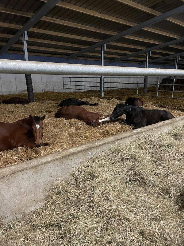 Propriet&agrave; equestre In vendita Morbihan