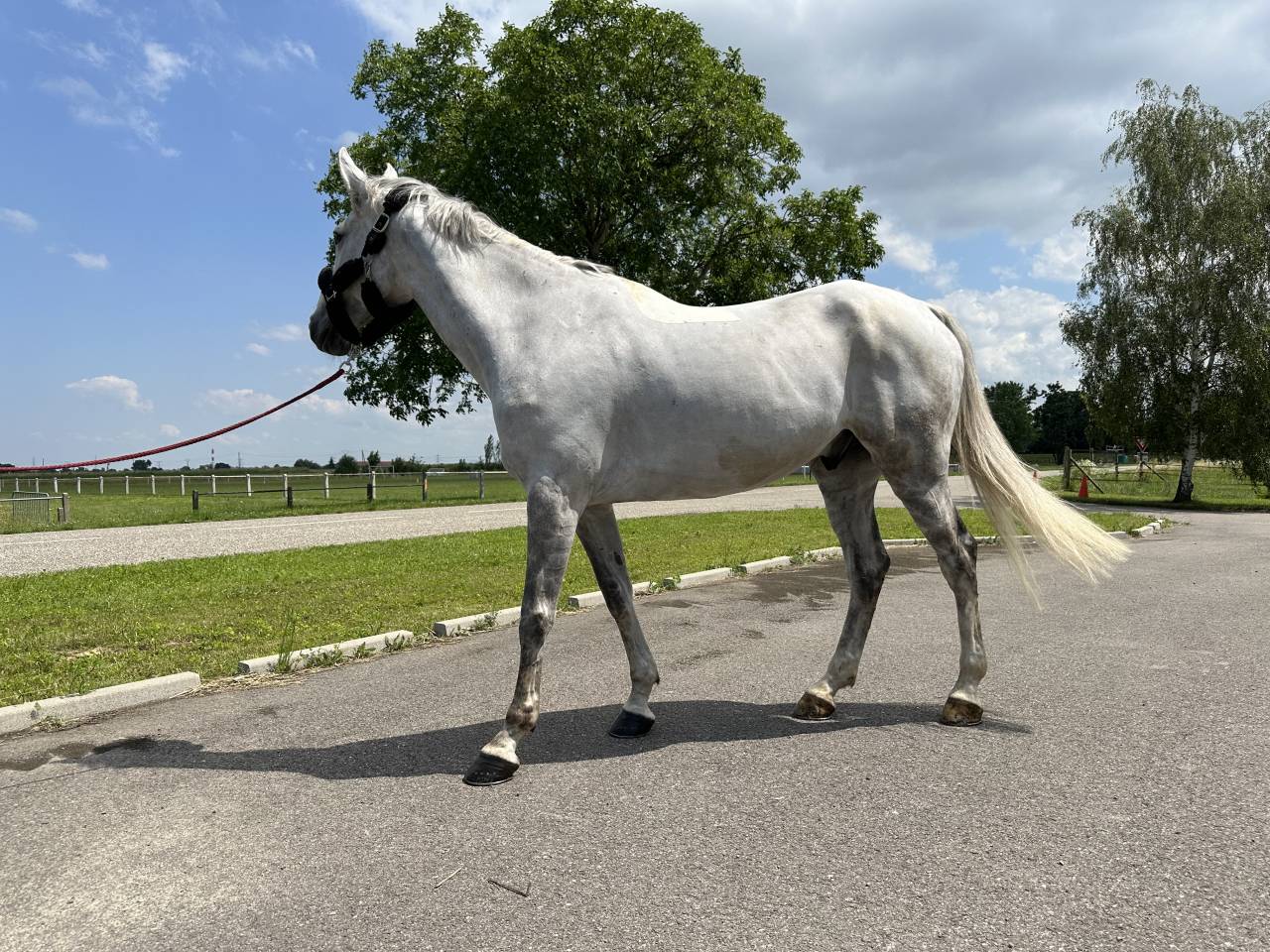 Castrone Cavallo da Sella In vendita 2015 Grigio