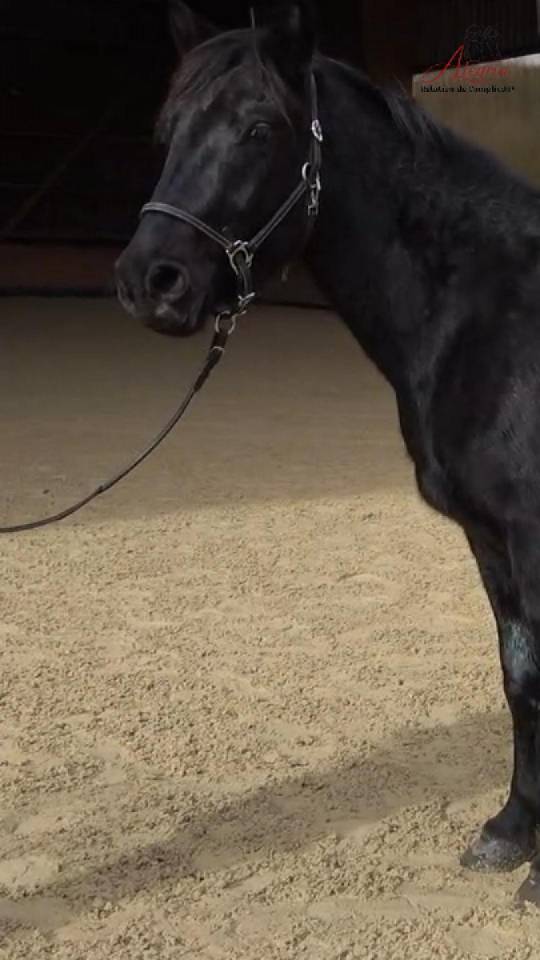 Intero Mérens In vendita 2022 Nero ,  GUAPO DU SOULEILLA