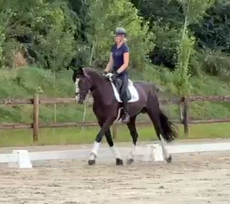 Intero Sella Francese In vendita 2018 Nero