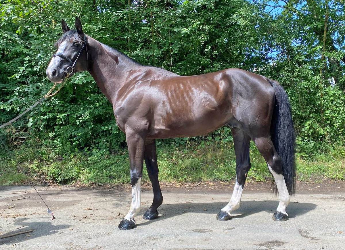 Intero Sella Francese In vendita 2018 Nero