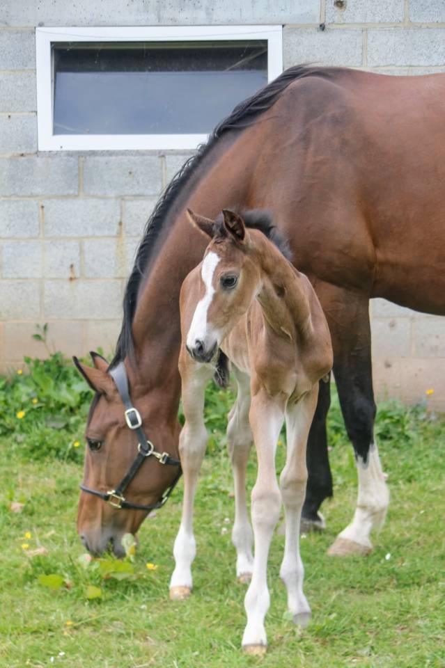 Puledro sBs Cavallo da Sport Belgio In vendita 2025 Baio scuro ,  COMILFO PLUS Z