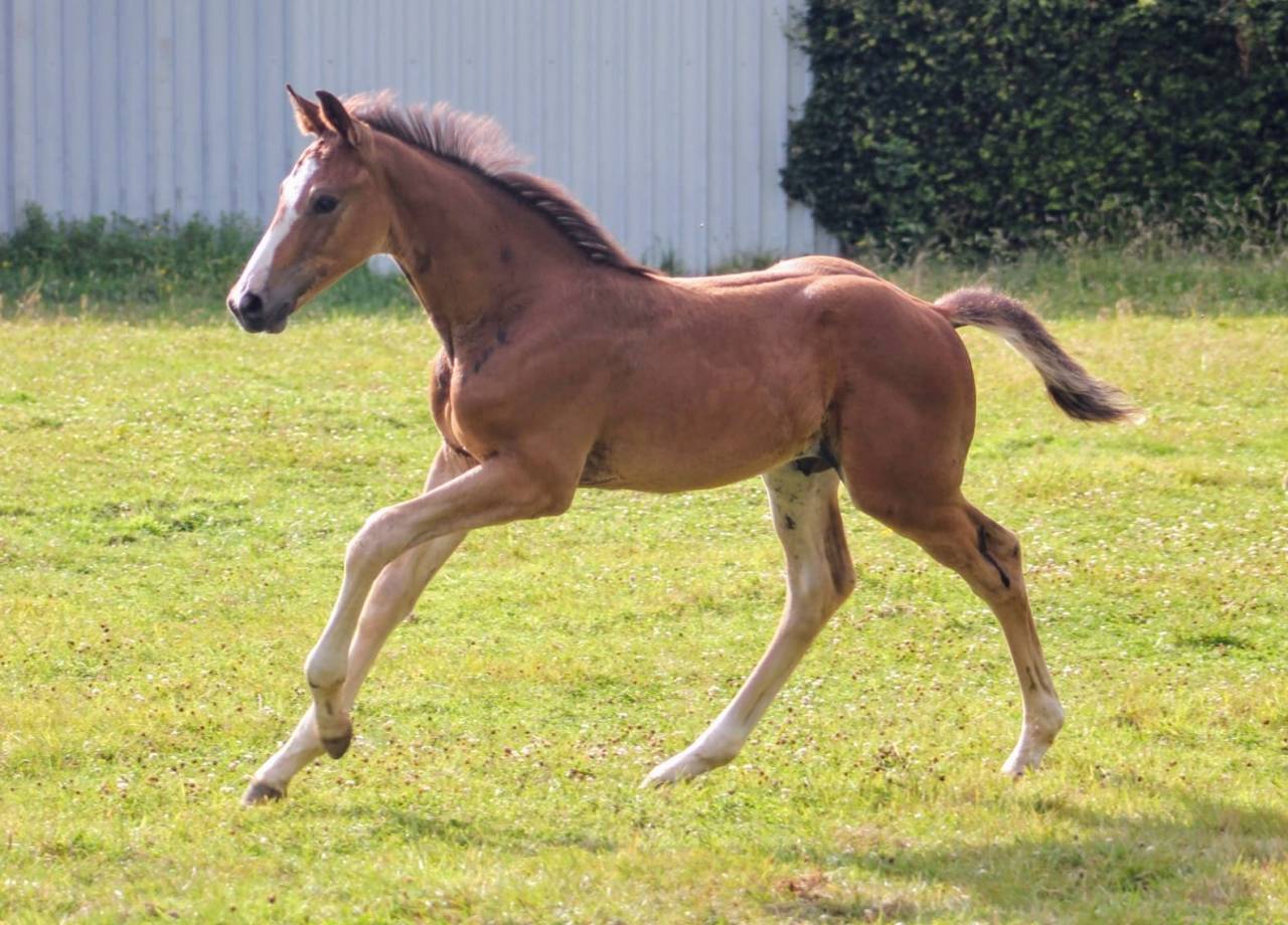 Puledro sBs Cavallo da Sport Belgio In vendita 2025 Baio scuro ,  COMILFO PLUS Z