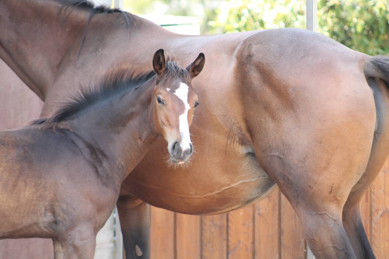 Puledro sBs Cavallo da Sport Belgio In vendita 2025 Baio scuro ,  COMILFO PLUS Z