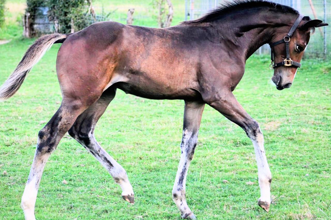 Puledro sBs Cavallo da Sport Belgio In vendita 2025 Baio scuro ,  COMILFO PLUS Z