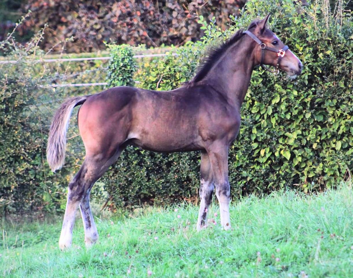 Puledro sBs Cavallo da Sport Belgio In vendita 2025 Baio scuro ,  COMILFO PLUS Z