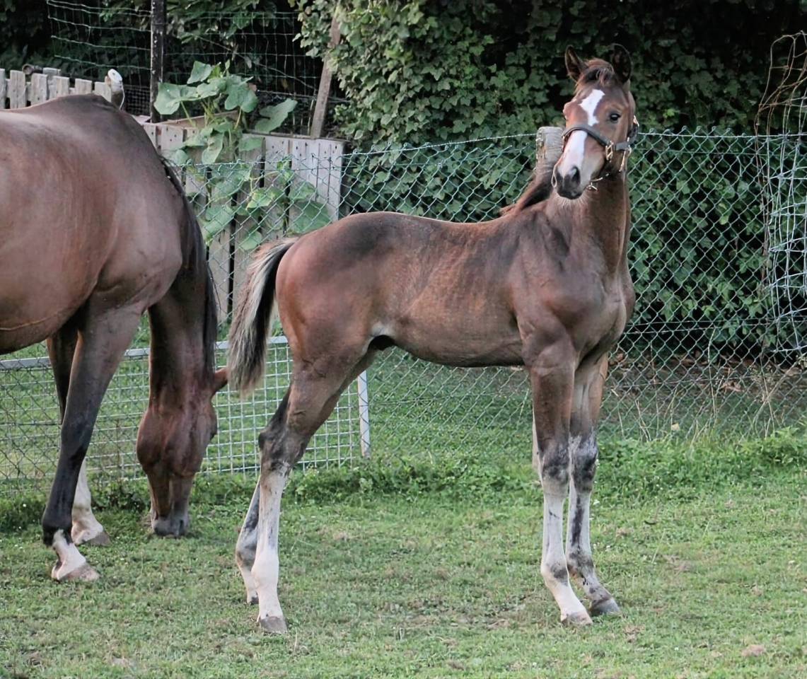 Puledro sBs Cavallo da Sport Belgio In vendita 2025 Baio scuro ,  COMILFO PLUS Z