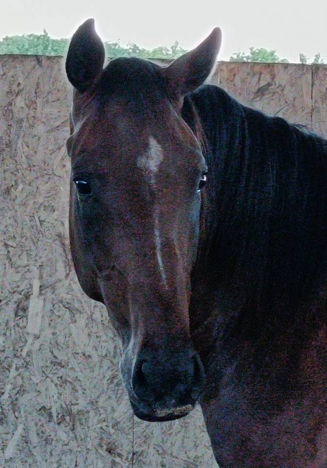 Castrone Sella Francese In vendita 2022 Baio ,  COULEUR LATOUR