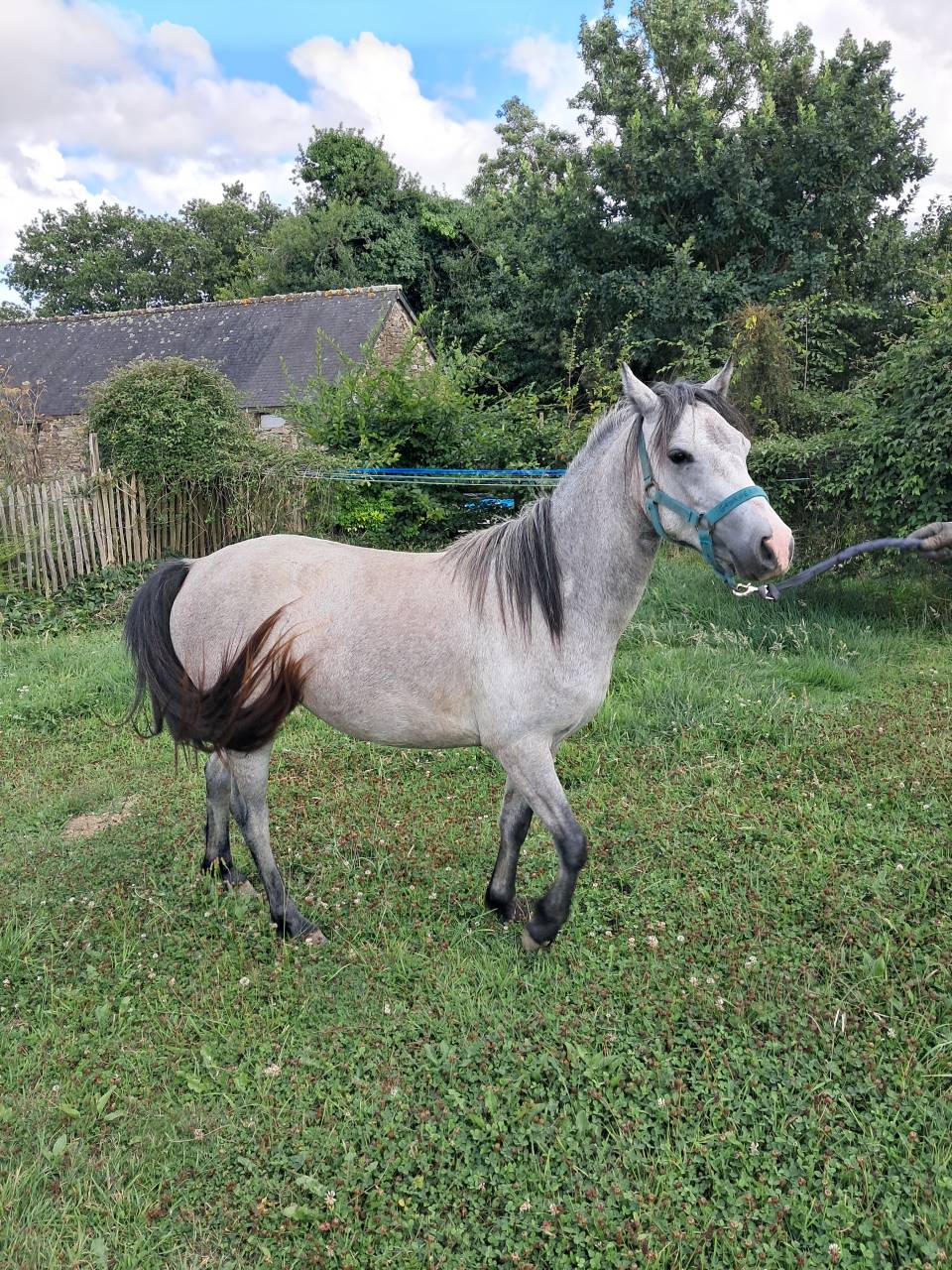 Puledra Welsh Poney (Sezione B) In vendita 2023 Grigio ,  Jalisko de Kervé,WTC