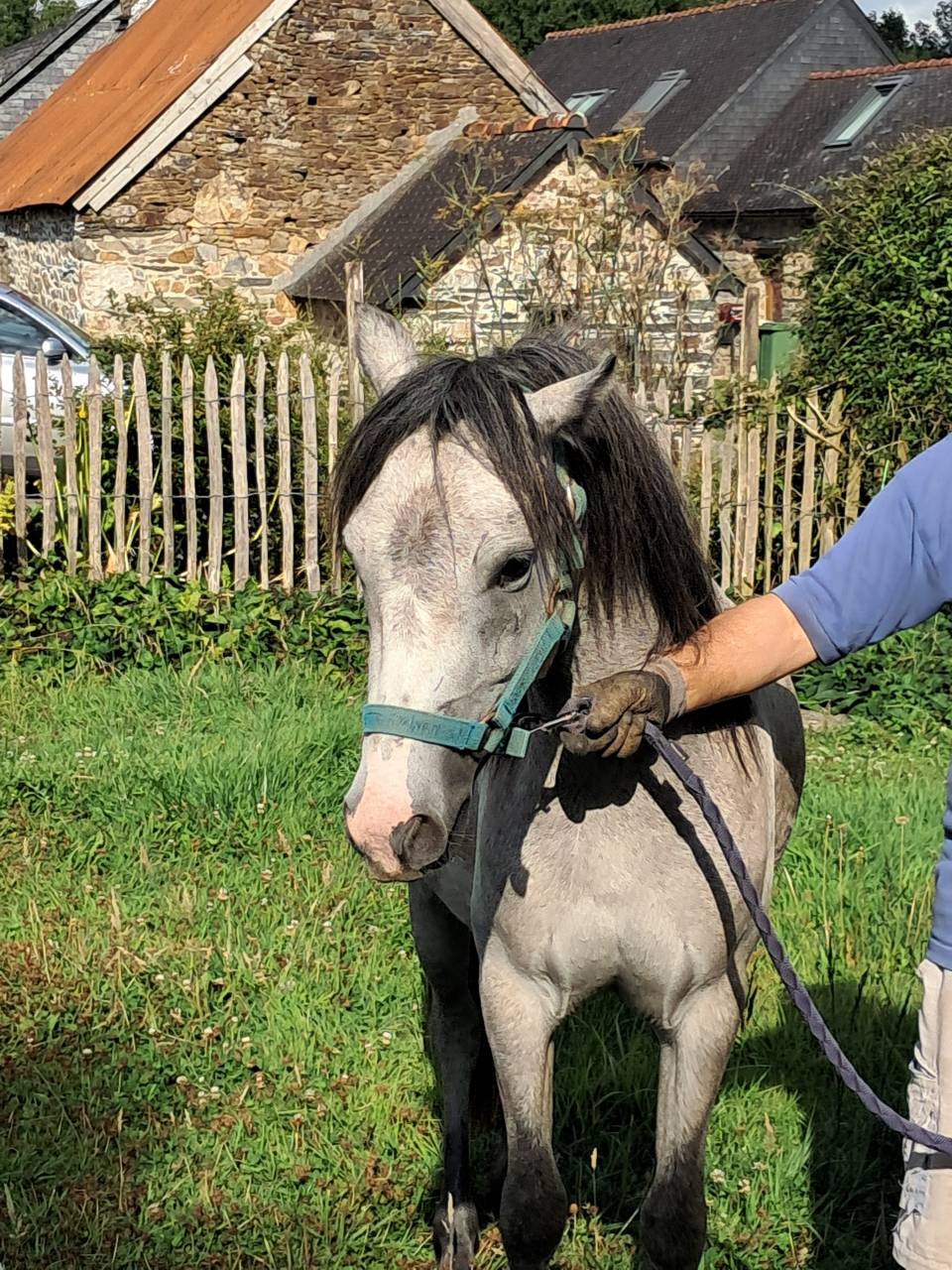 Puledra Welsh Poney (Sezione B) In vendita 2023 Grigio ,  Jalisko de Kervé,WTC