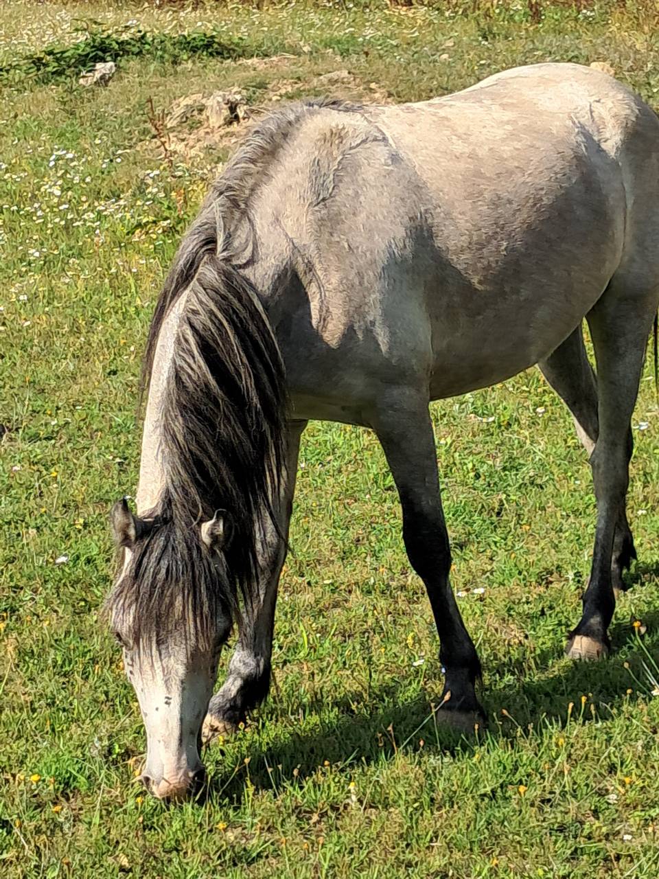 Puledra Welsh Poney (Sezione B) In vendita 2023 Grigio ,  Jalisko de Kervé,WTC