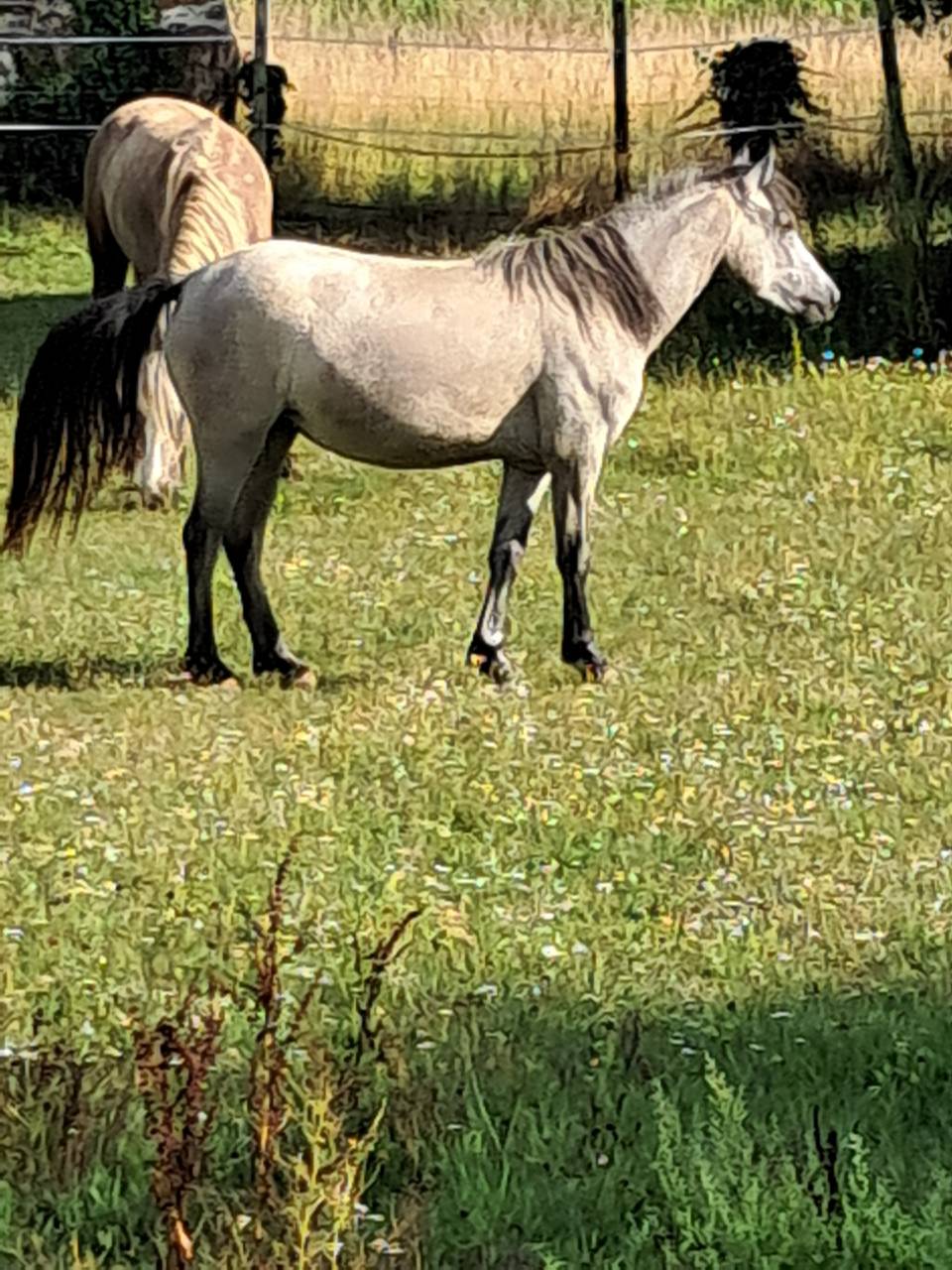 Puledra Welsh Poney (Sezione B) In vendita 2023 Grigio ,  Jalisko de Kervé,WTC