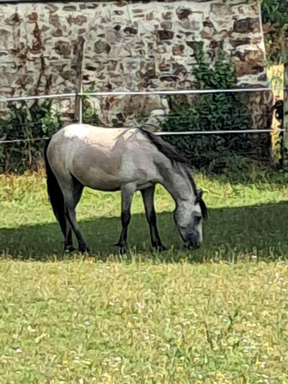 Puledra Welsh Poney (Sezione B) In vendita 2023 Grigio ,  Jalisko de Kervé,WTC
