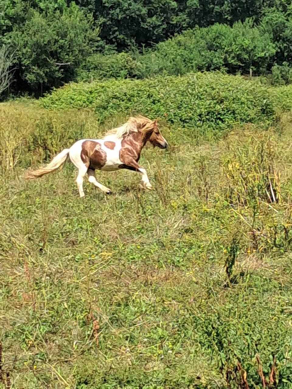 Puledra Shetland In vendita 2023 Pezzato ,  GLENFIDDICH D'DELB