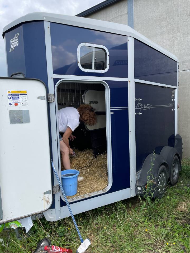 Trailer Ifor Williams HB 506 2 Cavalli 2017 Occasione