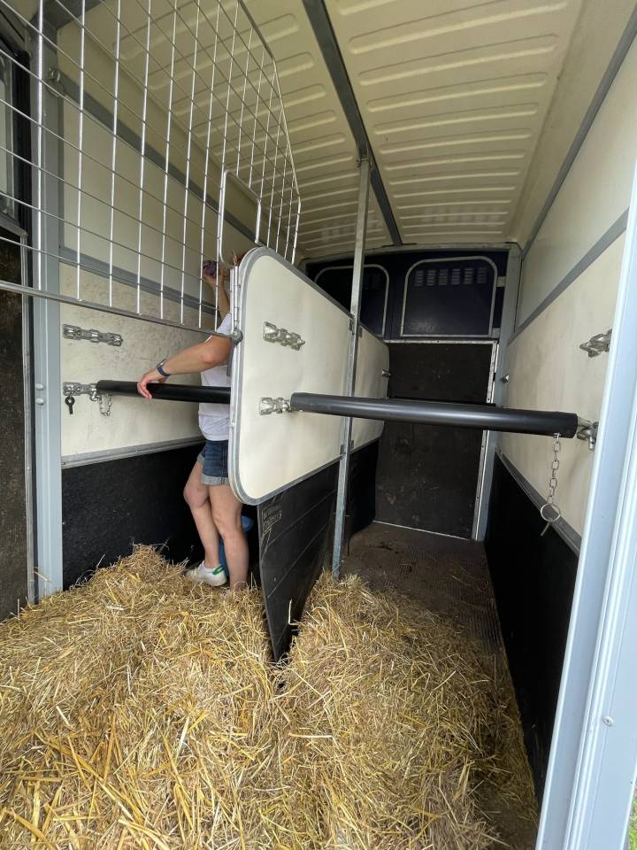 Trailer Ifor Williams HB 506 2 Cavalli 2017 Occasione