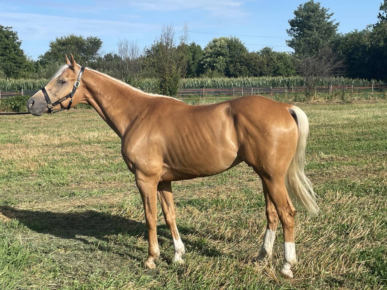 Cavallo Palomino 