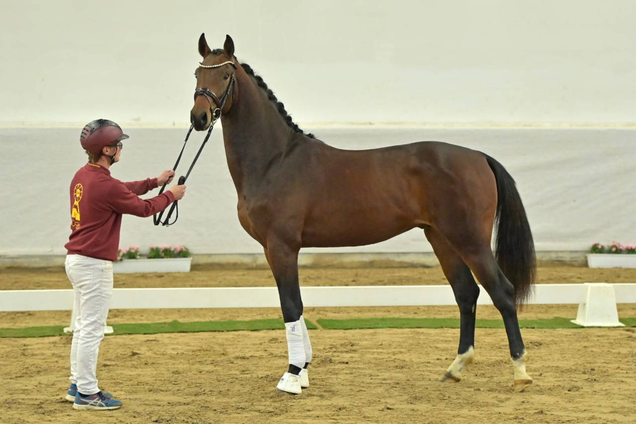 Castrone Oldenburger In vendita 2021 Baio