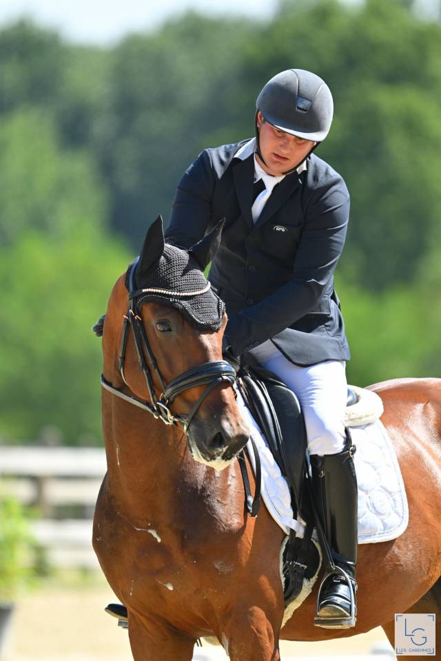 Castrone Oldenburger In vendita 2021 Baio