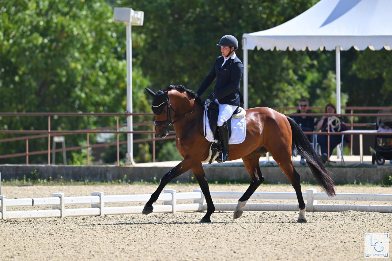 Castrone Oldenburger In vendita 2021 Baio