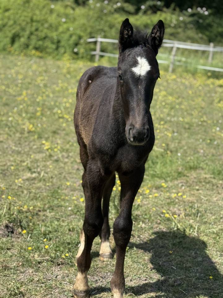 Puledro Sella Francese In vendita 2025 Grigio ,  Zuccero
